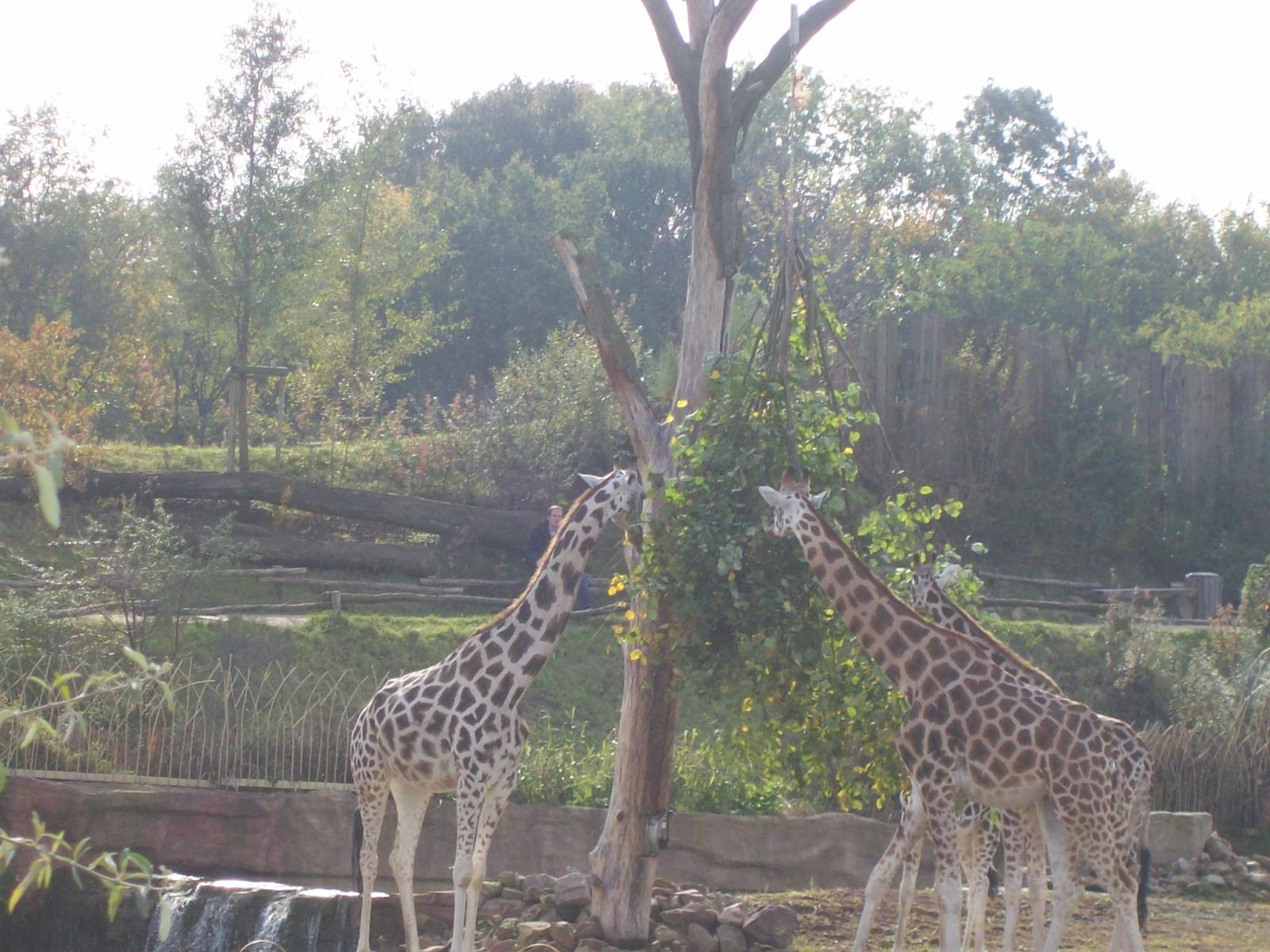 Zoom 18.10.2008-124.jpg